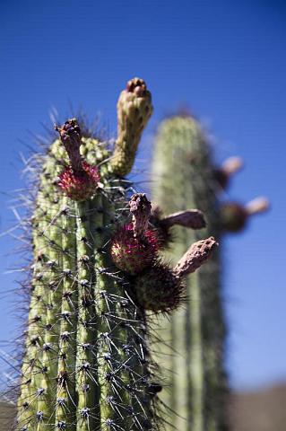 133 Organ Pipe Cactus National Monument.jpg